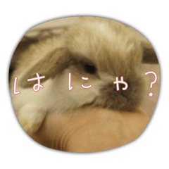 [LINEスタンプ] きなこ1234