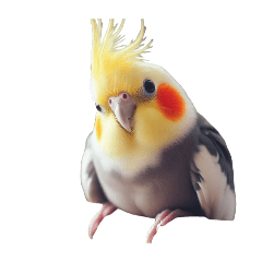 [LINEスタンプ] カスタマイズオカメインコ 切り抜きver