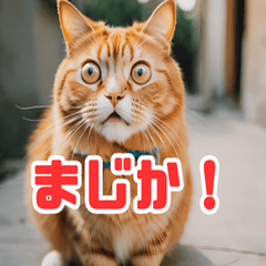 [LINEスタンプ] 猫：遊び心と魅力あふれるLINEスタンプ