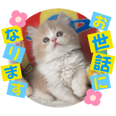 [LINEスタンプ] ねこまーちフェイバリットクリームプリンス