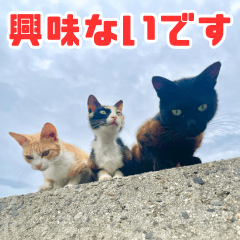 [LINEスタンプ] 猫島の気ままな仲間たち