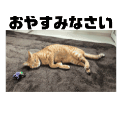 [LINEスタンプ] チャトラとら