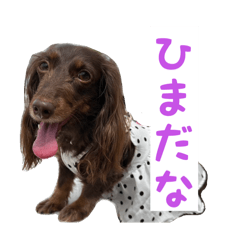 [LINEスタンプ] 大人レディ♡フローラルプリティドッグらら
