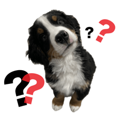 [LINEスタンプ] バーニーズのラルくん