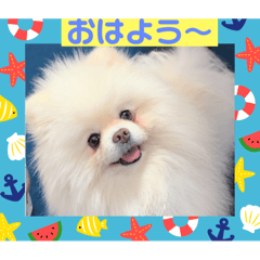 [LINEスタンプ] 広島まるちゃん5