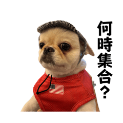 [LINEスタンプ] シンバ監督