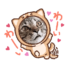 [LINEスタンプ] しまちゃんファミリー背景が動きます❤