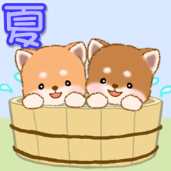 [LINEスタンプ] なかよし豆柴の夏の画像（メイン）