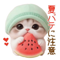 [LINEスタンプ] かわいいスコティッシュ猫とスイカ 気遣い