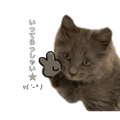 [LINEスタンプ] 長毛こねこちゃん「わさび」①