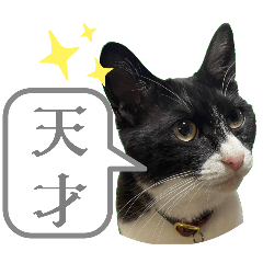 [LINEスタンプ] 肯定！ポジティブ応援猫エレが元気づける！