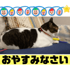 [LINEスタンプ] ネコパンチ大好き