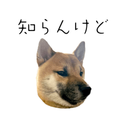 [LINEスタンプ] 柴犬の碧丸 -2-