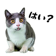 [LINEスタンプ] 猫がいっぱいシンプルスタンプ