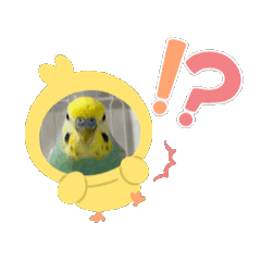 [LINEスタンプ] 鳥ですけど？