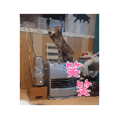 [LINEスタンプ] 猫＆犬の日常