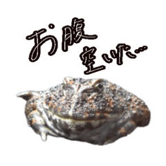 [LINEスタンプ] 淡水魚のキモチ