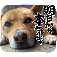 [LINEスタンプ] ゴン太マンの日常 Part4