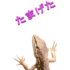 [LINEスタンプ] 江戸っ子なトカゲ3ーBIG