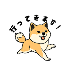 [LINEスタンプ] 可愛い柴犬225