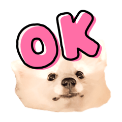 [LINEスタンプ] 日本スピッツ フェルの日常✨