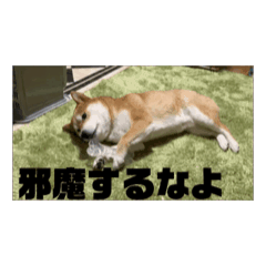 [LINEスタンプ] 柴犬で暴言を威嚇しよう