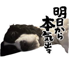 [LINEスタンプ] Funny Doggie ②