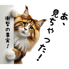 [LINEスタンプ] 日常で毎日使える猫のメインクーンです。