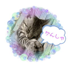 [LINEスタンプ] にゃーすけ B