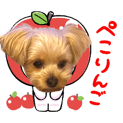 [LINEスタンプ] ヨーキーひめちゃん