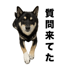 [LINEスタンプ] 黒柴もずくのショート動画っぽいやつ集