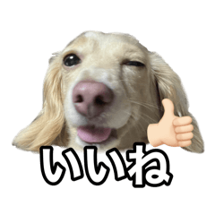 [LINEスタンプ] ノアちゃんと日常生活をおくれるスタンプ