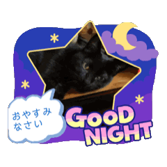 [LINEスタンプ] 動く猫スンスン