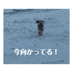 [LINEスタンプ] 動けるようになったよあずきPartワン！