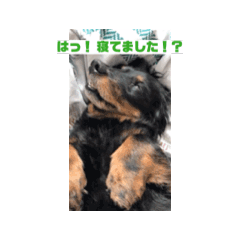 [LINEスタンプ] ミニチュアダックスフンドの愛犬チップくん