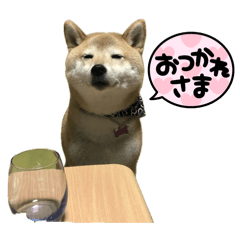 [LINEスタンプ] 柴犬ナナちゃんの日常
