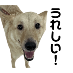 [LINEスタンプ] 雑種犬ガクちゃん2