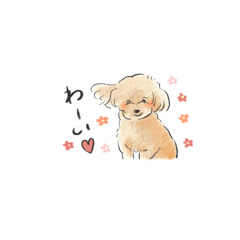 [LINEスタンプ] トイプードルあずきのイラストスタンプ