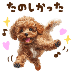 [LINEスタンプ] トイプードルの子犬スタンプの画像（メイン）