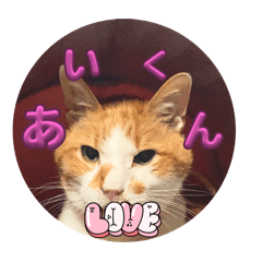 [LINEスタンプ] あいにゃんふぁいと