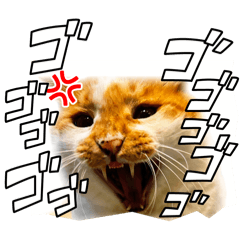 [LINEスタンプ] 吾輩はネコで悪いな