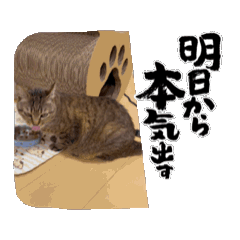 [LINEスタンプ] 毎日ゆるい気持ちのキジ猫アニメスタンプ