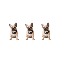 [LINEスタンプ] 【使える】リアルなブルドッグ犬