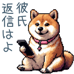 [LINEスタンプ] 彼氏を煽る柴犬彼女【煽り・面白い】