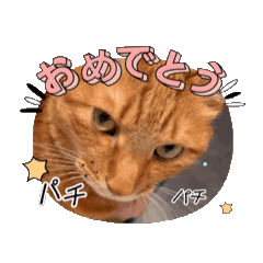 [LINEスタンプ] やっぱりチャトラ