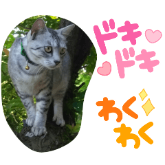 [LINEスタンプ] gray cat and black cat stamp