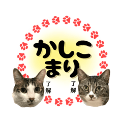[LINEスタンプ] ねこ兄弟は今日も行く2