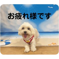 [LINEスタンプ] まるぷー 두부（トゥブ）-4