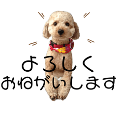 [LINEスタンプ] ころちゃん❶