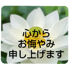 [LINEスタンプ] お悔やみの言葉②訃報.法事.法要シンプル蓮